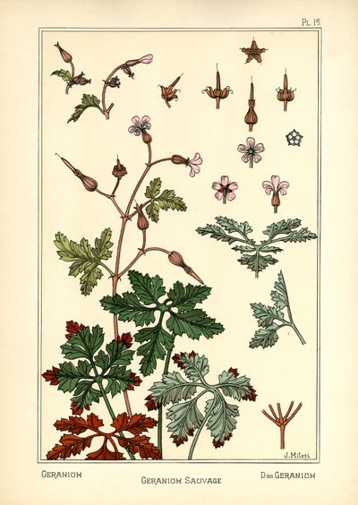 The Geranium by J. Milesi
